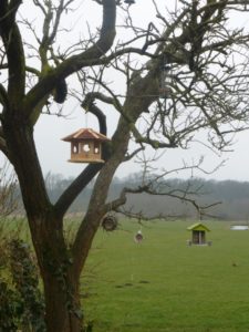 uw tuin een vogelparadijs