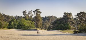 Wandelen Nationaal Park Utrechtse Heuvelrug